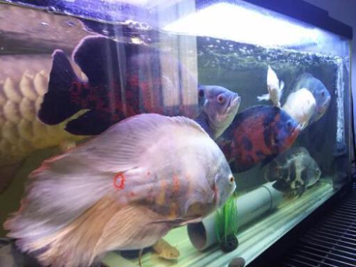 熱帯魚 オスカー プレコ エンドリケリー 計4匹