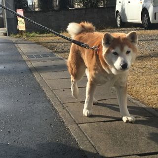 里親様 決まりました ちばにゃん 東海の柴犬の里親募集 ジモティー