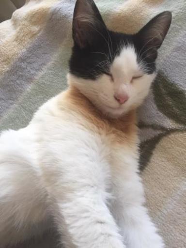 ハチワレ 三毛猫 の男の子 かねやす つくばの猫の里親募集 ジモティー
