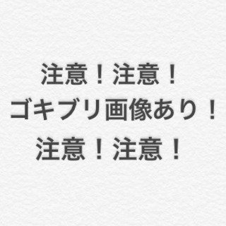 デュビア 幼虫~成虫MIX 推定2000匹以上