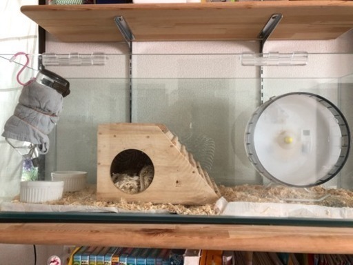 ハリネズミ飼育セット☆