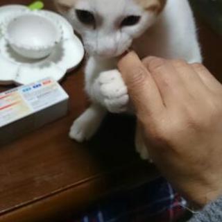 母猫を保護して家で生まれました。 - 猫