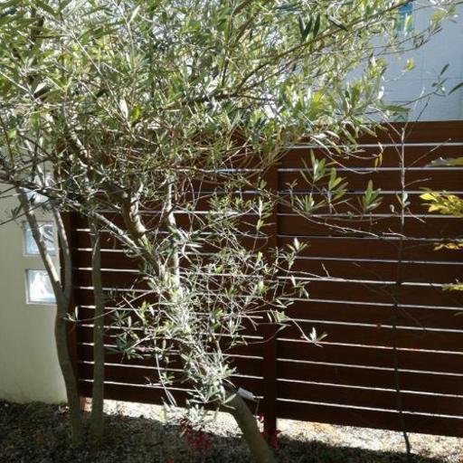 外構 庭木オリーブの木2 5m ムーミン 草津の家具の中古あげます 譲ります ジモティーで不用品の処分