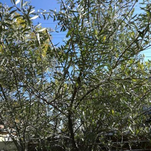 外構 庭木　オリーブの木　2.5m