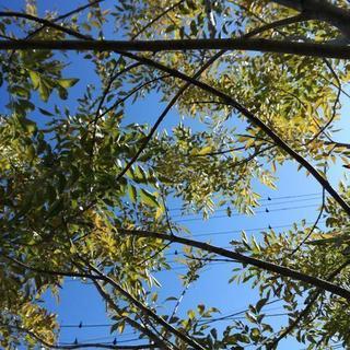 新築 外構 庭木 シマトネリコ 2本一帯 3M 特価！