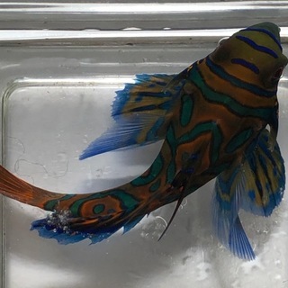 取引中　海水魚　マンダリンフィッシュ　Ｌサイズ