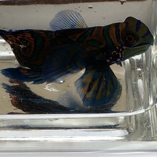 取引中海水魚マンダリンフィッシュlサイズ 通天閣 大阪のその他の中古あげます 譲ります ジモティーで不用品の処分 取引中海水魚マンダリンフィッシュlサイズ 通天閣 大阪のその他の中古あげます 譲ります ジモティーで不用品の処分