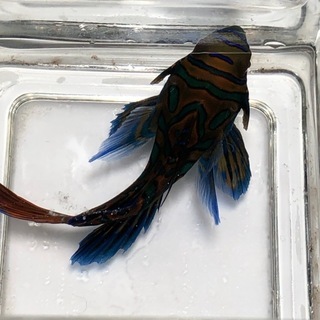 取引中海水魚マンダリンフィッシュlサイズ 通天閣 大阪のその他の中古あげます 譲ります ジモティーで不用品の処分 取引中海水魚マンダリンフィッシュlサイズ 通天閣 大阪のその他の中古あげます 譲ります ジモティーで不用品の処分