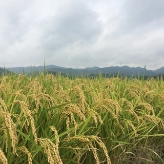 【秋月 癒しの杜】秋月の綺麗な水で育ったお米（夢つくし）