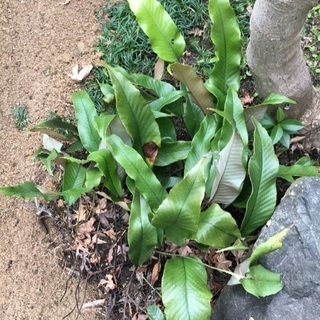 庭づくりに！  ヒトツバ    一つ葉 常緑シダ植物