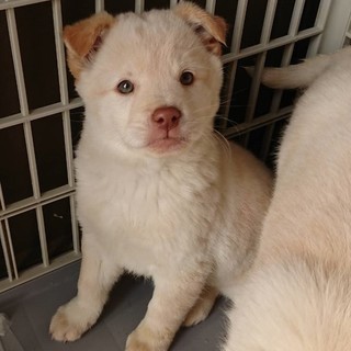 保健所収容】元気な子犬です・鼻ピンク