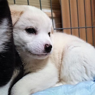 【保健所収容】元気な子犬です・白オス − 香川県
