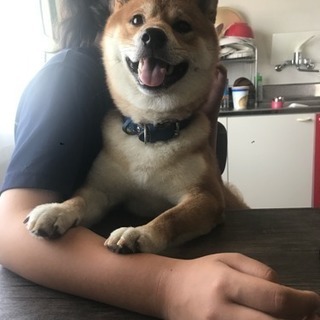 徳島県 徳島市の犬の里親募集 ジモティー 徳島県 徳島市の犬の里親募集 ジモティー
