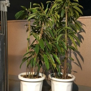 観葉植物 二つセット
