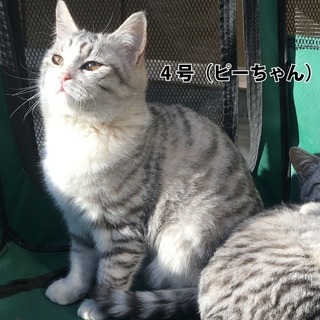 すみません・今のところ募集停止中です・・・ - 猫