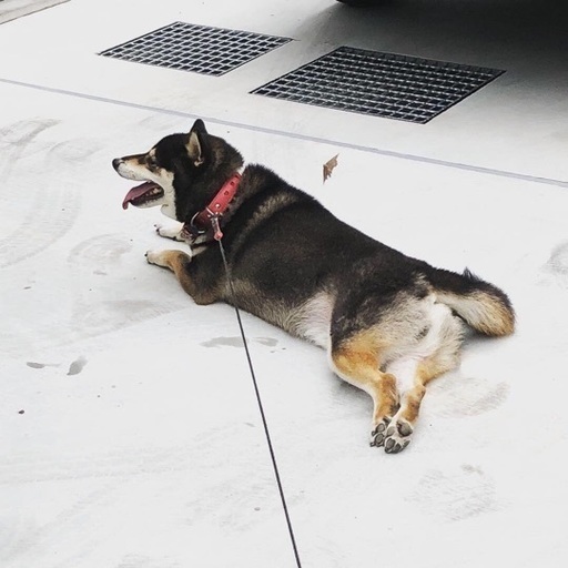 人懐っこい子です めいちち 天王寺の柴犬の里親募集 ジモティー
