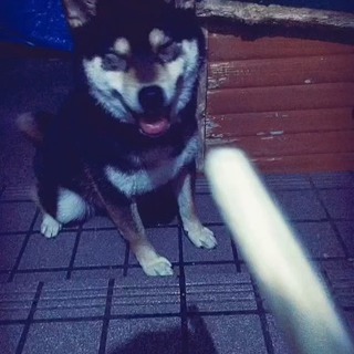 人懐っこい子です めいちち 天王寺の柴犬の里親募集 ジモティー