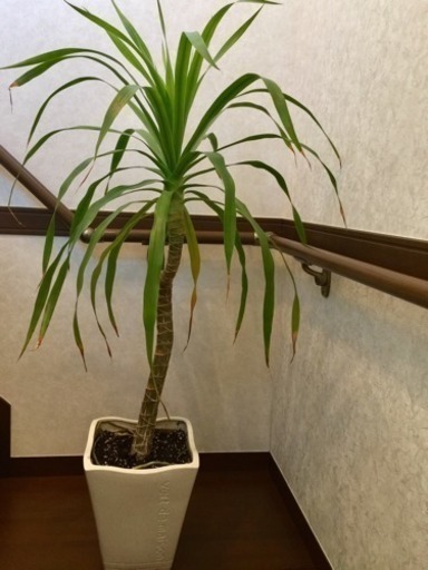 ドラセナ カンボジアーナ  観葉植物  希少種