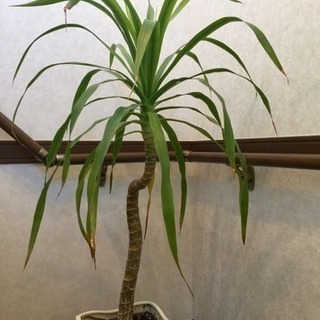 ドラセナ カンボジアーナ  観葉植物  希少種