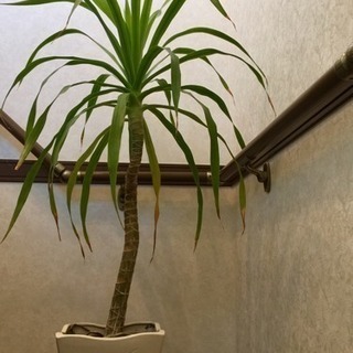 ドラセナ カンボジアーナ  観葉植物  希少種