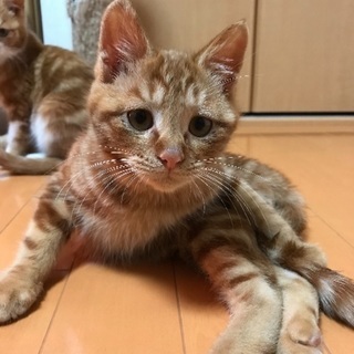 里親様決定しました！ - 猫