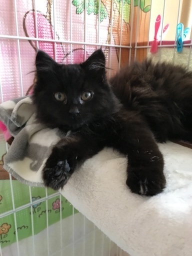 黒長毛の美猫の子猫ちゃん 保護猫倶楽部 札幌の猫の里親募集 ジモティー