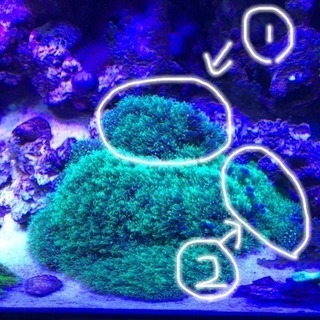 スターポリプ    サンゴ