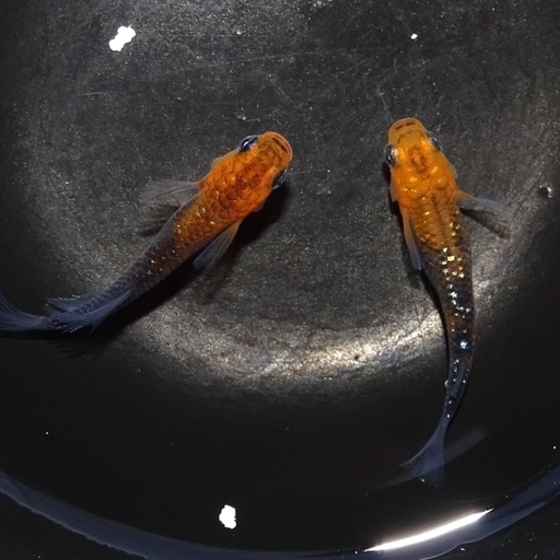 高級メダカ こメダカ色々 夜桜 三色透明鱗 Redenkou 雲州 女雛 サターン 探し屋 佐賀のその他の中古あげます 譲ります ジモティーで不用品の処分