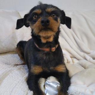 ミニピン 犬の里親募集 ジモティー ミニピン 犬の里親募集 ジモティー