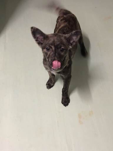 トライアル決定 保健所からレスキュー 生後3か月位の琉球犬mix君 僕と家族になってください Kmhらぶ 台東のその他の里親募集 ジモティー トライアル決定 保健所からレスキュー 生後3か月位の琉球犬mix君 僕と家族になってください Kmhらぶ 台東のその他の里親募集 ジモティー