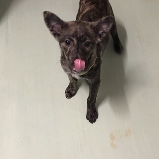 琉球犬 里親募集 ジモティー