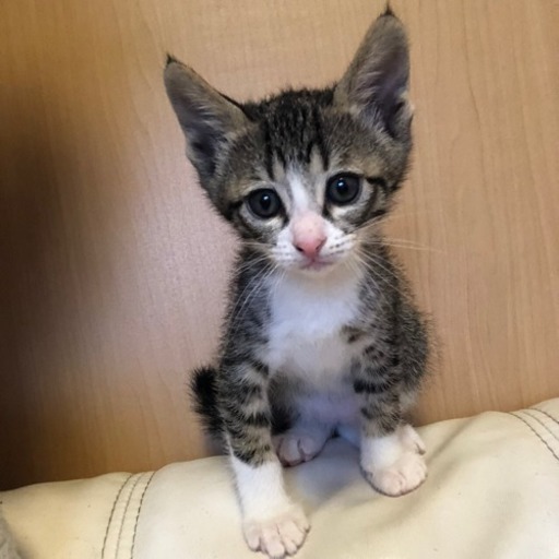 最速 熊本 猫 里親