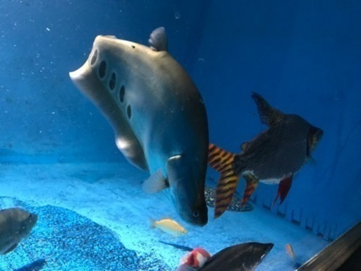 ナイフフィッシュ 熱帯魚