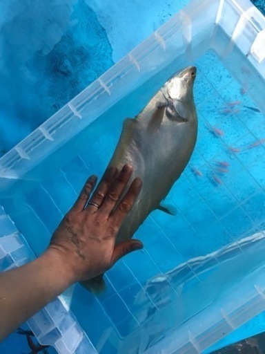 ナイフフィッシュ 熱帯魚