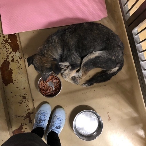 引き出しました 保健所収容 捕獲檻に入った野犬の女の子 火曜の朝が期限です 県外譲渡可能です Kmhらぶ 周南のその他の里親募集 ジモティー 引き出しました 保健所収容 捕獲檻に入った野犬の女の子 火曜の朝が期限です 県外譲渡可能です Kmhらぶ 周南のその他の里親募集 ジモティー