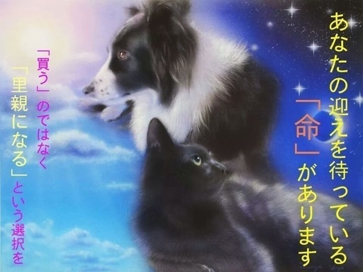 引き出しました 保健所収容 捕獲檻に入った野犬の女の子 火曜の朝が期限です 県外譲渡可能です Kmhらぶ 周南のその他の里親募集 ジモティー 引き出しました 保健所収容 捕獲檻に入った野犬の女の子 火曜の朝が期限です 県外譲渡可能です Kmhらぶ 周南のその他の里親募集 ジモティー