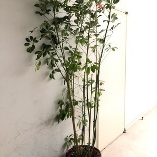 大きめ観葉植物