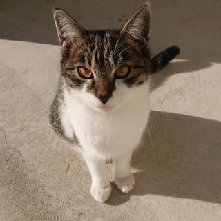 猫の里親募集です。の画像