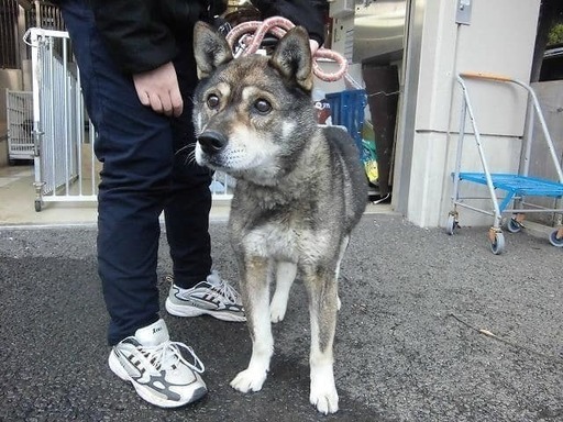 保健所収容 四国犬風 オス ポスティング部 観音寺の犬の里親募集 ジモティー