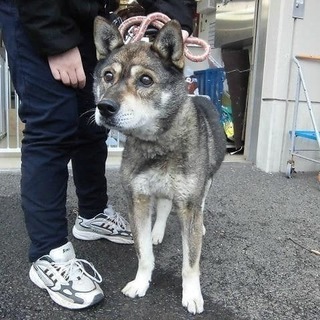 保健所収容 四国犬風 オス ポスティング部 観音寺の犬の里親募集 ジモティー
