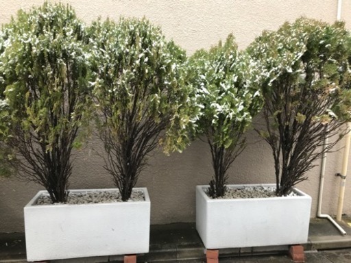 無料 おしゃれ植木 早い者勝ち 植木大 4つ差し上げます Kai 所沢のその他の中古あげます 譲ります ジモティーで不用品の処分 無料 おしゃれ植木 早い者勝ち 植木大 4つ差し上げます Kai 所沢のその他の中古あげます 譲ります ジモティーで不用品の処分