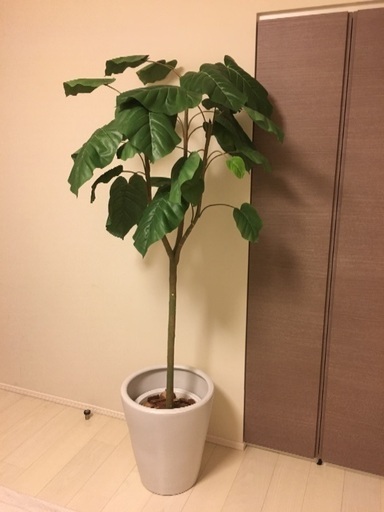 【お値下げしました】人工観葉植物 ウンベラータ 180cm