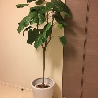 【お値下げしました】人工観葉植物 ウンベラータ 180cm
