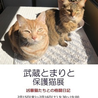 武蔵とまりと保護猫展