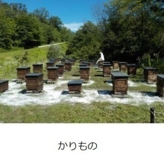 蜂蜜好きの方・・・必見