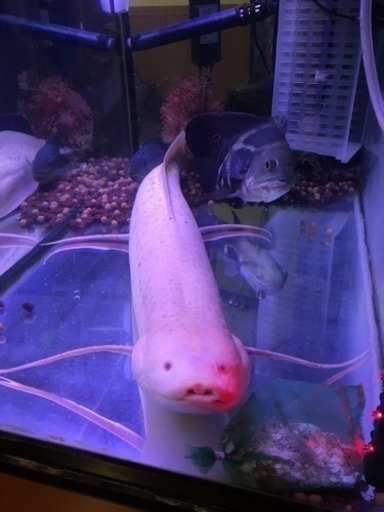 古代魚 エチオピクス アルビノ 90cm