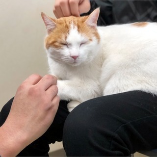 2月24日(日) 猫の譲渡会 名古屋市守山区 動物医療センターも...