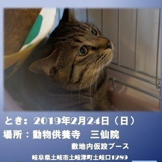 幸せの切符  保護猫譲渡会の画像