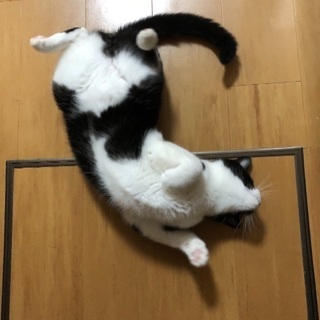 この子の里親さんを募集しています - 猫