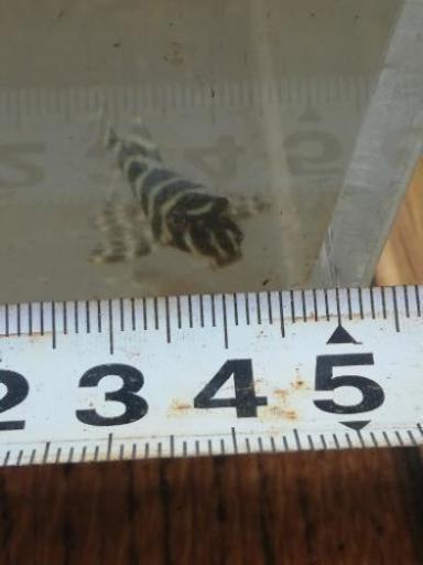 【配達可能】熱帯魚　ニューメガクラウンプレコ　4匹